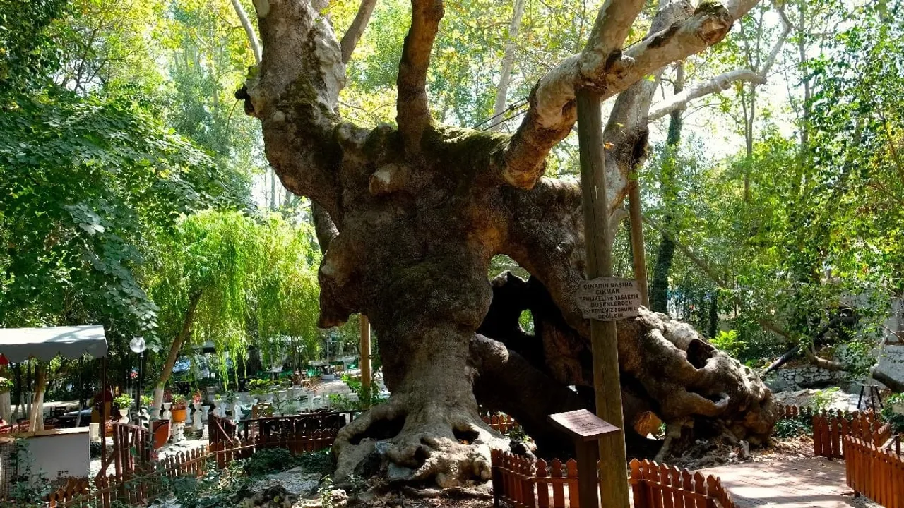 Muğla'daki 854 Yıllık Anıt Çınar Zamana Meydan Okuyor kapak görseli, soyut, yüz ve yazı yok